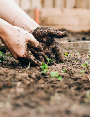 person holding brown and black frog